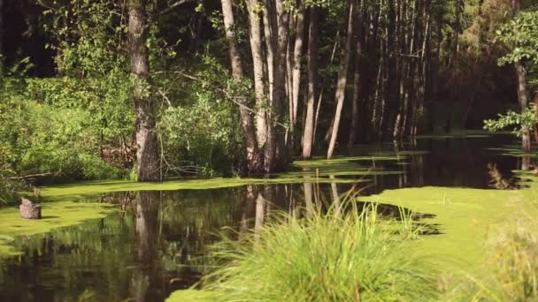 Спокойное место в лесу у пруда — стоковое видео