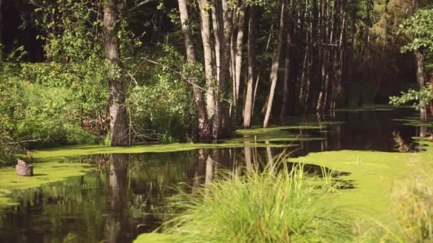 Un loc liniștit în pădure lângă iaz — Videoclip de stoc