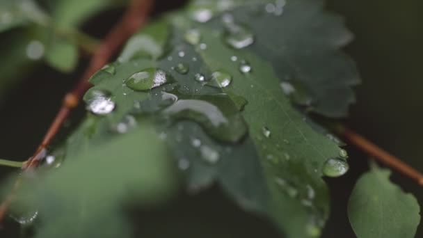 Uma chuva cai nas folhas das árvores. Lente macro — Vídeo de Stock