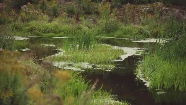 En lugn plats i skogen nära dammen — Stockvideo