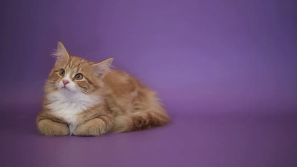 Sibirya cins kedi mor bir arka plan üzerinde. Oturum anahtar kelime: uzhurskycats — Stok video
