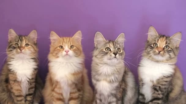 Gato de raça siberiano em um fundo roxo. PALAVRA DE SESSÃO: uzhurskycats — Vídeo de Stock