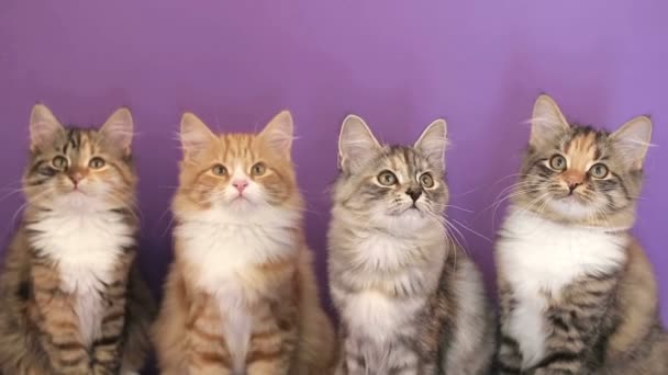 Sibiřská kočka plemene na fialovém pozadí. Session klíčové slovo: uzhurskycats