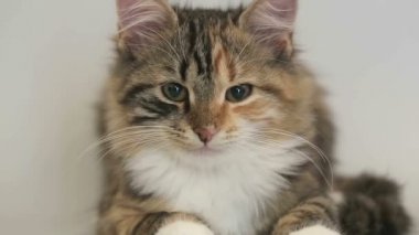 Sibirya cins kedi gri bir arka plan üzerinde. Oturum anahtar kelime: uzhurskycats