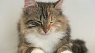 Sibirya cins kedi gri bir arka plan üzerinde. Oturum anahtar kelime: uzhurskycats