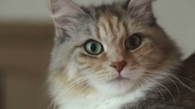 Sibirya cins kedi gri bir arka plan üzerinde. Oturum anahtar kelime: uzhurskycats