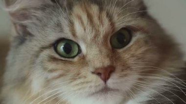 Sibirya cins kedi gri bir arka plan üzerinde. Oturum anahtar kelime: uzhurskycats