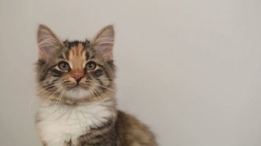 Sibirya cins kedi gri bir arka plan üzerinde. Oturum anahtar kelime: uzhurskycats