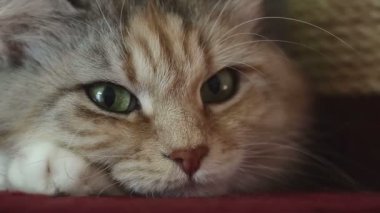 Sibirya cins kedi gri bir arka plan üzerinde. Oturum anahtar kelime: uzhurskycats