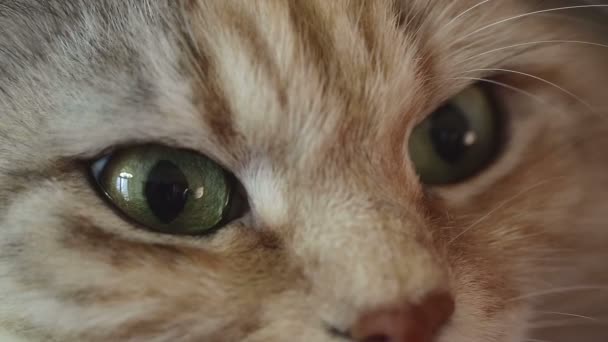 Gato de raça siberiano em um fundo cinza. PALAVRA DE SESSÃO: uzhurskycats — Vídeo de Stock