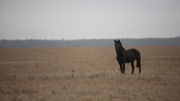 Einsam verwundetes schwarzes Pferd in einem herbstlichen Feld. — Stockvideo