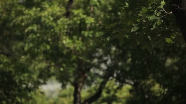 Fontaine dans le parc en été peut être vu à travers les arbres 