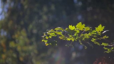 Gün batımında yeşil akçaağaç yaprakları