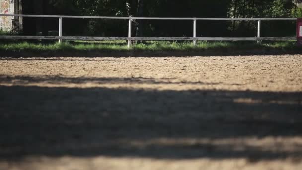 Frau trainiert Pferd — Stockvideo