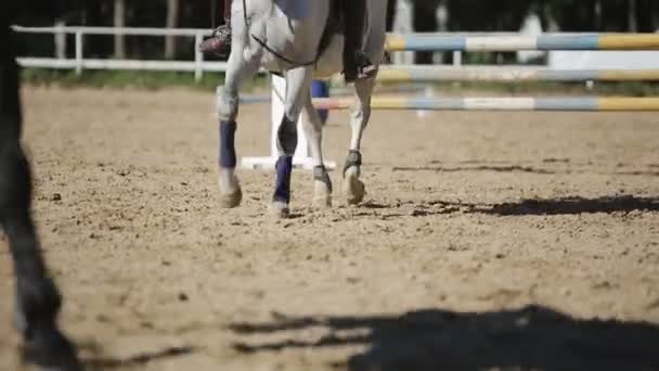 Mujer entrena caballo — Vídeos de Stock