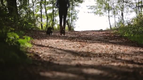 Kvinnan promenader med två hundar i skogen video med ljud — Stockvideo