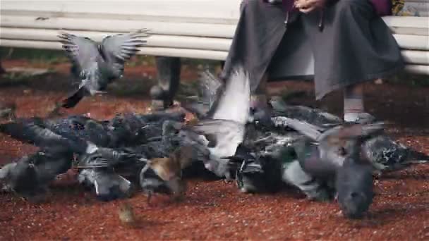 Vieja sentada en un banco y alimenta a un rebaño de palomas con pan — Vídeos de Stock