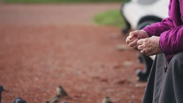 Oude vrouw zitten op een bankje en een zwerm duiven brood-feeds — Stockvideo