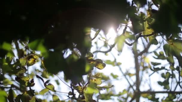 Bländning av solen genom träden — Stockvideo