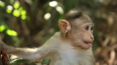 Günbatımında bir muz yemek küçük sevimli maymun