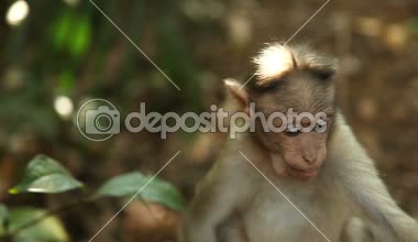 Günbatımında bir muz yemek küçük sevimli maymun