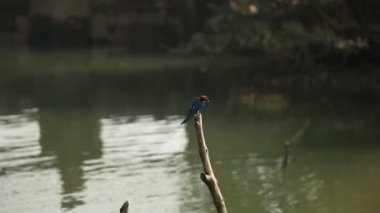 Kingfisher kuşu