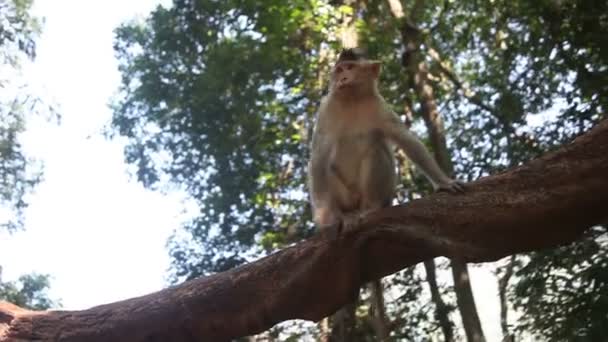 Pequeño mono arañado al atardecer — Vídeos de Stock
