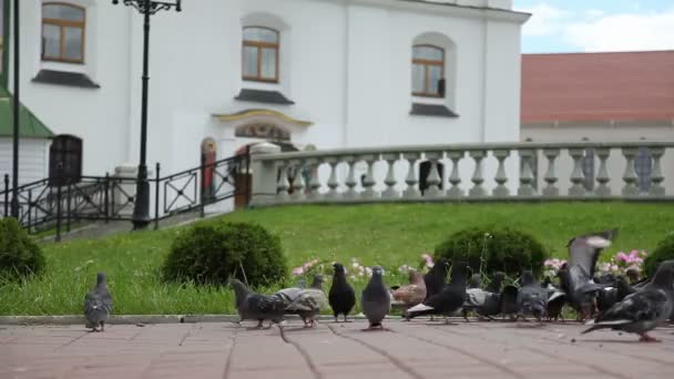 Um bando de pombas a voar perto de uma igreja ortodoxa. Filadélfia Bielorrússia Minsk — Vídeo de Stock