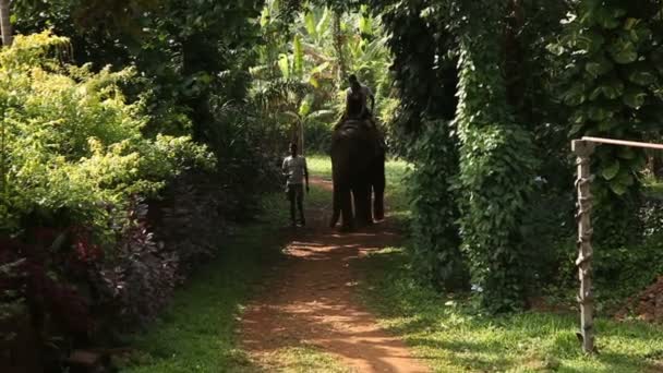 Indien, Goa - 2012: Touristen in Indien reiten auf Elefanten — Stockvideo