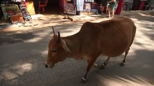 INDE, GOA - 2012 : Vache marchant sur le marché — Video