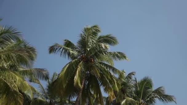 Пальмы, качающиеся на ветру — стоковое видео
