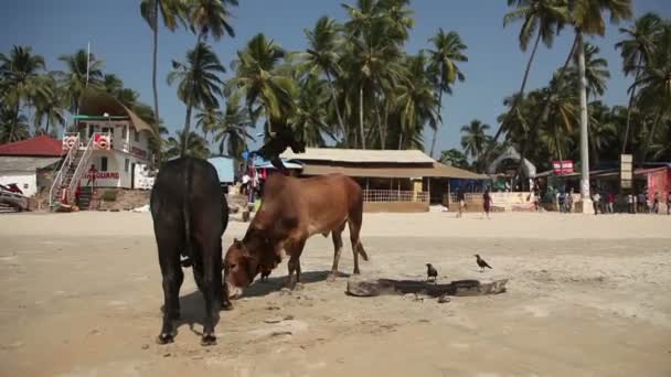 Индия, Гоа - 2012: Коровы на пляже Палолем, Индия, Гоа — стоковое видео