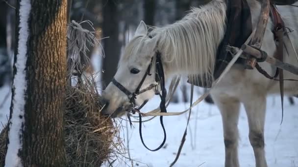 Εργασίας άλογο τρώει το σανό στο δάσος το χειμώνα — Αρχείο Βίντεο