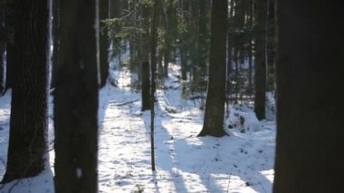 Gün batımında kış ormanı