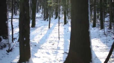Gün batımında kış ormanı