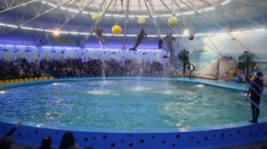 Belarus, Minsk - 2014: Yunuslar dolphinarium içinde göster