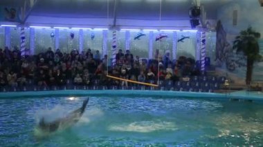 Belarus, Minsk - 2014: Yunuslar dolphinarium içinde göster
