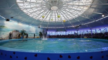 Belarus, Minsk - 2014: Yunuslar dolphinarium içinde göster