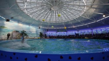 Belarus, Minsk - 2014: Yunuslar dolphinarium içinde göster