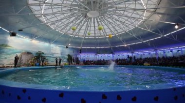 Belarus, Minsk - 2014: Yunuslar dolphinarium içinde göster