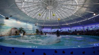 Belarus, Minsk - 2014: Yunuslar dolphinarium içinde göster