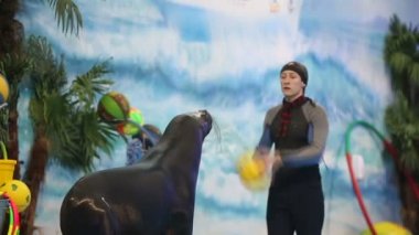 Belarus, Minsk - 2014: kürk mühür dolphinarium eğitmen ile gösterir. Ağır çekim