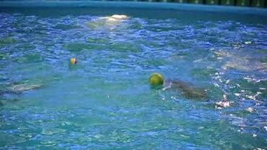 Dolphinarium gösterisinde yunuslar