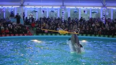 Belarus, Minsk - 2014: Yunuslar dolphinarium içinde göster