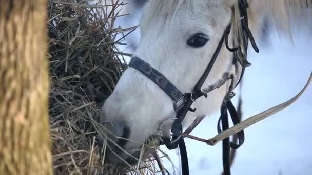 Caballo de trabajo comiendo heno en el bosque de invierno — Vídeo de stock