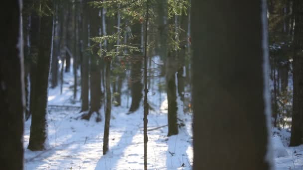 Forêt d'hiver au coucher du soleil — Video