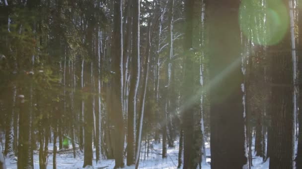 Floresta de inverno ao pôr do sol — Vídeo de Stock