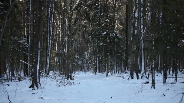 Χειμερινό δάσος στο ηλιοβασίλεμα — Αρχείο Βίντεο