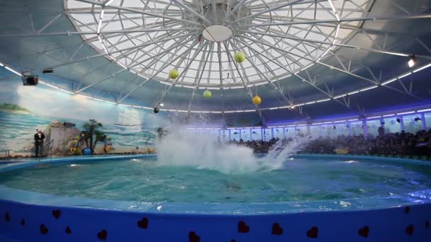 Białoruś, Mińsk - 2014: Delfiny Pokaż w delfinarium — Wideo stockowe