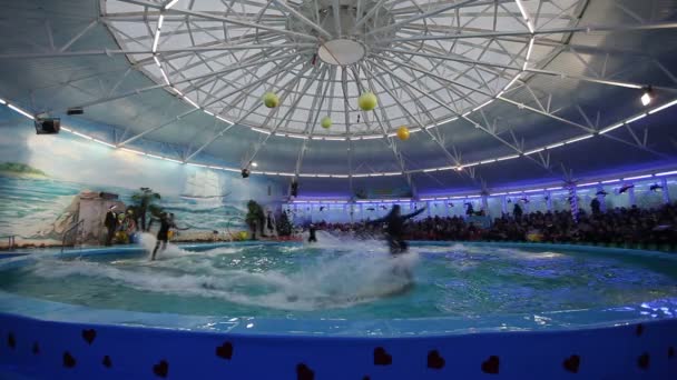 Bělorusko, Minsk - 2014: Delfínů show v delfináriu — Stock video